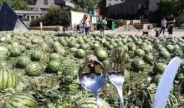 北京朝陽吃瓜,瓜界風云錄，美食地圖大揭秘