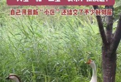 網紅大鵝,從田間到網絡，一只鵝的傳奇之旅