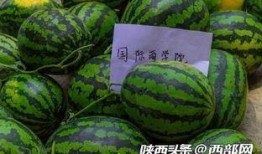 今日吃瓜,揭秘娛樂圈最新熱點事件