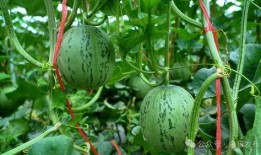 網(wǎng)絡(luò)大瓜,揭秘娛樂圈幕后真相，帶你走進(jìn)明星隱私世界