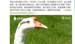 網紅大鵝,從田間到網絡，一只鵝的傳奇之旅