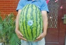 熱門大瓜每日大賽,揭秘娛樂圈最新爆料，大賽精彩瞬間回顧