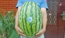 熱門大瓜每日大賽,揭秘娛樂(lè)圈最新爆料，大賽精彩瞬間回顧