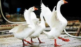 網紅大鵝 今日吃瓜爆料,今日吃瓜大揭秘！