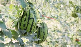 今日吃瓜熱門大瓜必看大瓜網(wǎng)紅,揭秘網(wǎng)紅大瓜，吃瓜群眾必看！