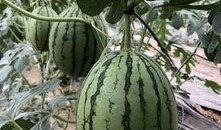 今日吃瓜熱門大瓜必看大瓜網紅,揭秘網紅大瓜，吃瓜群眾必看！