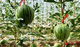 熱門大瓜熱心的朝陽爆料,朝陽爆料，明星隱私再掀波瀾